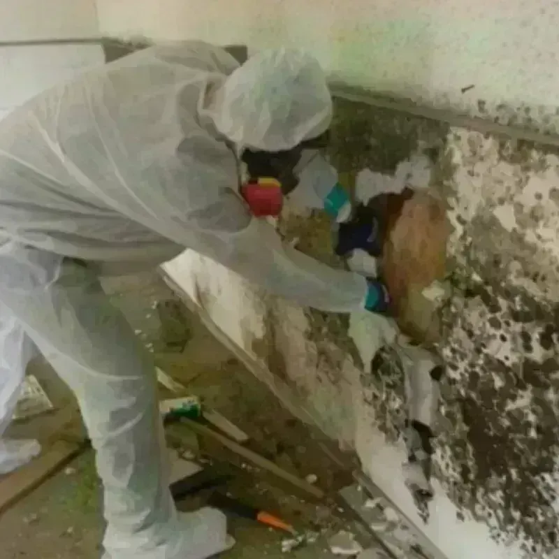 Mold Remediation and Removal in Birch Run, MI